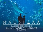 Replay Nausicaà : dans les coulisses du plus grand aquarium d'Europe - Épisode 2