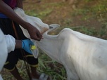 Replay ARTE Journal - Zoonoses : surveiller les animaux pour protéger les humains