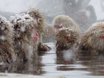 Replay Des singes en hiver : les macaques japonais