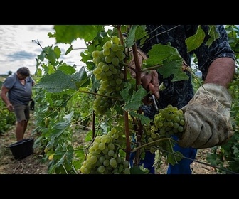 Replay Vendanges en Champagne : pourquoi la récolte débute-t-elle dès la mi-août ?