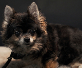 Replay Chiens et chats sans collier - Petites vies, grandes espérances