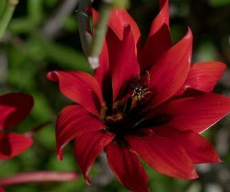 Replay La côte ouest sauvage de l'Afrique du Sud