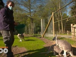 Replay Une saison au zoo - S13 E17