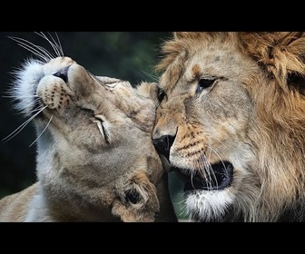 Replay Des lionceaux de Barbarie ‘éteints à l'état sauvage' dans un zoo tchèque vont être relocalisés