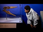 Replay Danger des profondeurs : des prédateurs préhistoriques au musée londonien d'Histoire naturelle
