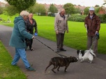 Replay Chiens hors de contrôle - un dresseur à la rescousse - S1 E1 - La guerre est déclarée