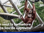 Replay ROBIN DE BFM - Un nouvel espace controversé pour les orangs-outans au Jardin des Plantes à Paris