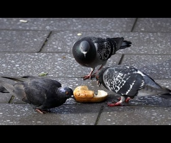 Replay À Bruxelles, des graines contraceptives pour réguler la population des pigeons