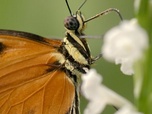 Replay Florilège - Les papillons !!! Ces super-héros de la nature