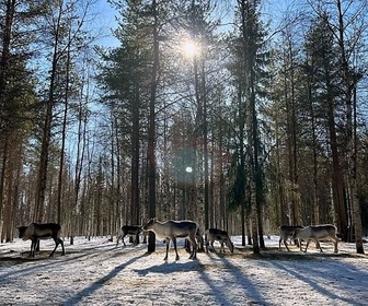 Replay Finlande, l'hiver dans le Grand Nord