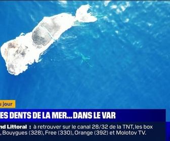 Replay L'image du jour : Les dents de la mer... dans le Var - 12/09