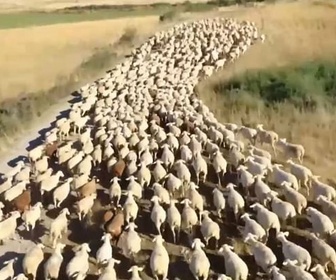 Replay Invitation au voyage - 27/09/2024 - En Gévaudan, la précieuse laine des moutons