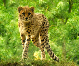 Replay Des zoos nouvelle génération - Vivre en semi-liberté
