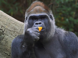 Replay Au cœur du zoo de New York - S2E10 - Un gorille qui a du coeur