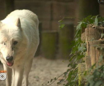 Replay Une saison au zoo - S12 E53