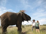 Replay SOS Afrique sauvage - Un éléphant à sauver