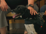 Replay Chiens et chats sans collier - Compagnons de route, compagnons de coeur...