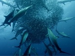Replay Le royaume des animaux - Cinquante nuances de requins