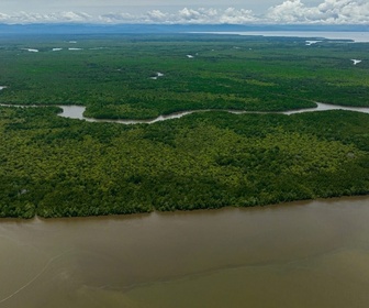 Replay Les forêts de mangrove