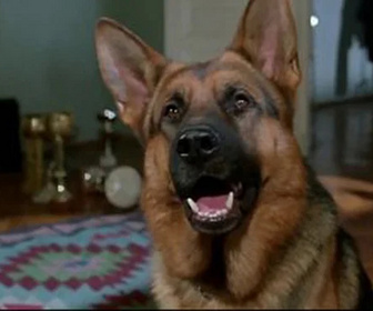 Replay Rex, chien flic - Diagnostic mortel