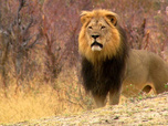 Replay Un lion né pour régner