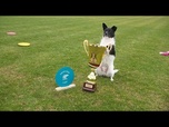 Replay Flying Cake Beza : un chien issu d'un refuge sacré champion d'Europe de frisbee