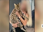 Replay Élément Terre, le reportage - Trafic d'animaux sauvages : des félins et des reptiles dans des appartements à Paris