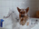 Replay Rex, chien flic