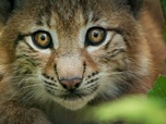 Replay Le secret des forêts - Merveilles d'Europe