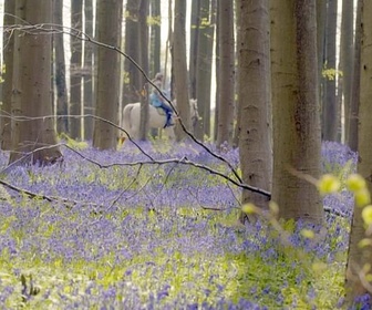 Replay La forêt enchantée - Les secrets des fleurs sauvages