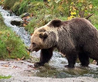 Replay Mongolie, la vallée des ours - Gardiens de la forêt