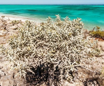 Replay Dans la forêt d'épines de Madagascar