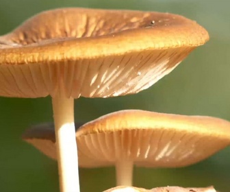 Replay Le dessous des champignons