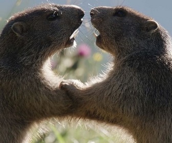 Replay Amours printanières - Séduction et reproduction chez les animaux