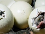 Replay Les animaux ovipares - Au commencement était l'œuf