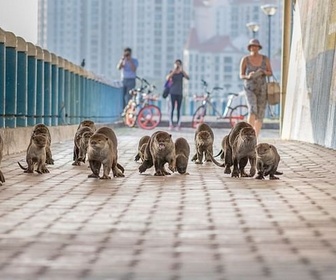 Replay Explorateurs des banlieues - Des animaux dans la ville