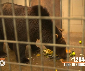 Replay Une saison au zoo - S12 E26