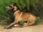 Replay Chiens et chats sans collier - D'une patte a l'autre, histoires de refuge