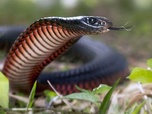 Replay La mort au bout des crocs - Serpents venimeux d'Australie