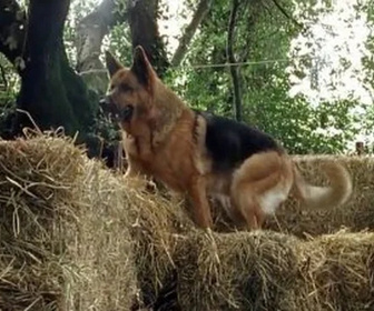 Replay Rex, chien flic - Hara-kiri