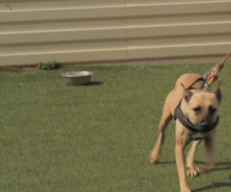 Replay Chiens et chats sans collier - Quatre pattes vers l'espoir