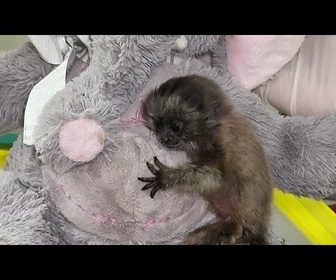 Replay Colombie : un bébé titi gris trouve une maman câline avant son retour à l'état sauvage