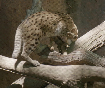 Replay Au coeur du zoo le plus beau du monde - S2E7 - Bébé wallaby
