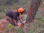 Replay Bûcheron, un métier à hauts risques - Bûcherons en danger