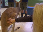 Replay Au cœur du zoo de New York - S3E5 - André le chevreau