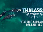Replay Thalassa, aventures extrêmes - 02/02/2026