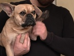 Replay Chiens hors de contrôle - un dresseur à la rescousse - S3 E6 - La petite tornade