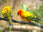 Replay Une saison au zoo - S13 E11