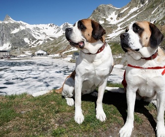 Replay 360° Reportage - Saint-Bernard et ses chiens