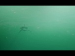 Replay Shark waters